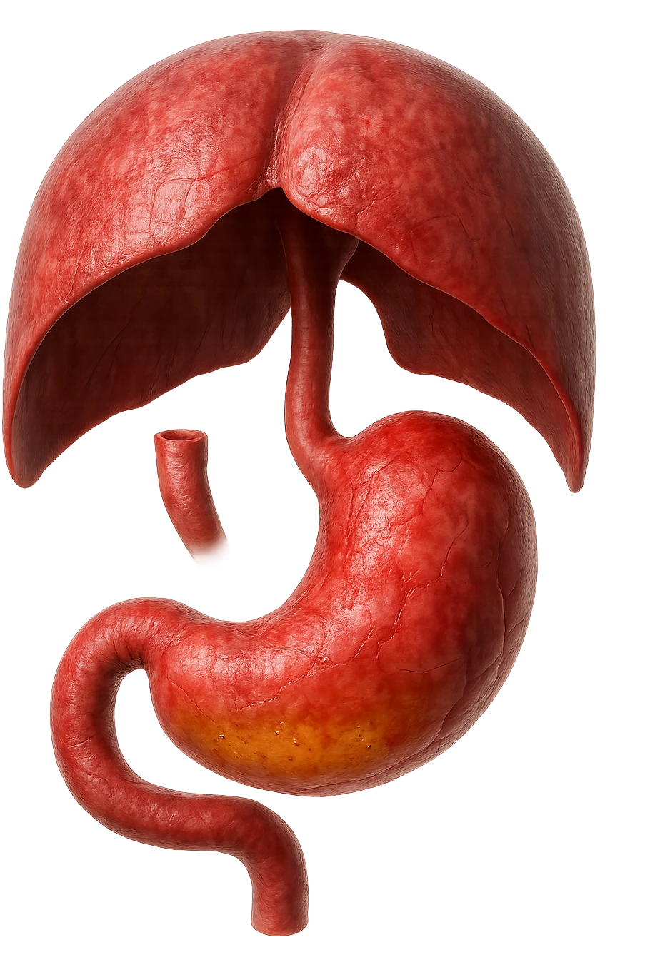 stomaco umano anatomico infiammato con acido giallo all'interno fluttua in aria insieme ad un diaframma umano, iperrealistico 4k, isolato su sfondo bianco emoji