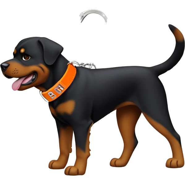 Rottweiler dog wearing a orange collar with a key chain that says “Diesel” emoji