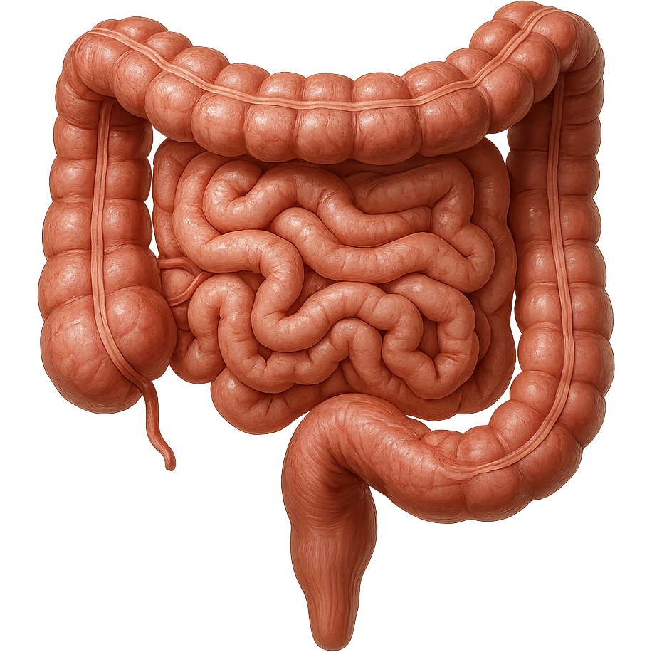 intestino umano anatomico, iperrealistico 4k, ISOLATA SU SFONDO BIANCO emoji