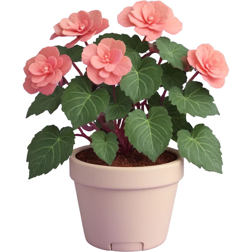 Begonia Rex foliage plant with only greenish-purple spiral patterned leaves in a beige pot, no flowers emoji