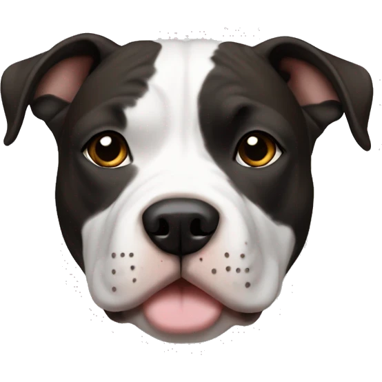 American Staffordshire Terrier, male, darkblack & white, brown eyes, more white on the breast emoji
