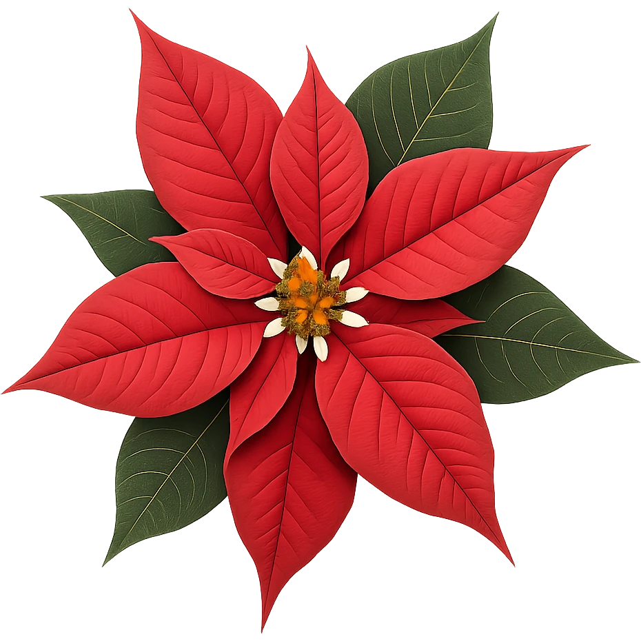 christmas flower,remove background emoji