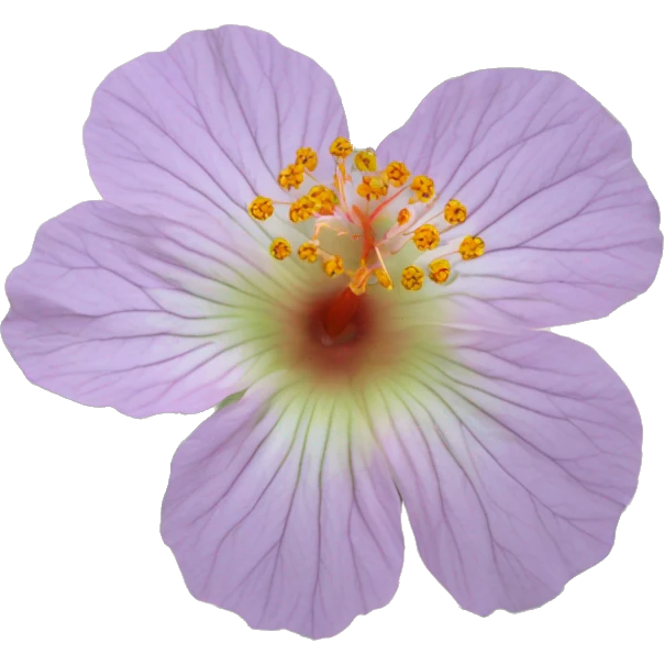 Abutilon abutiloides	Shrubby Indian mallow emoji