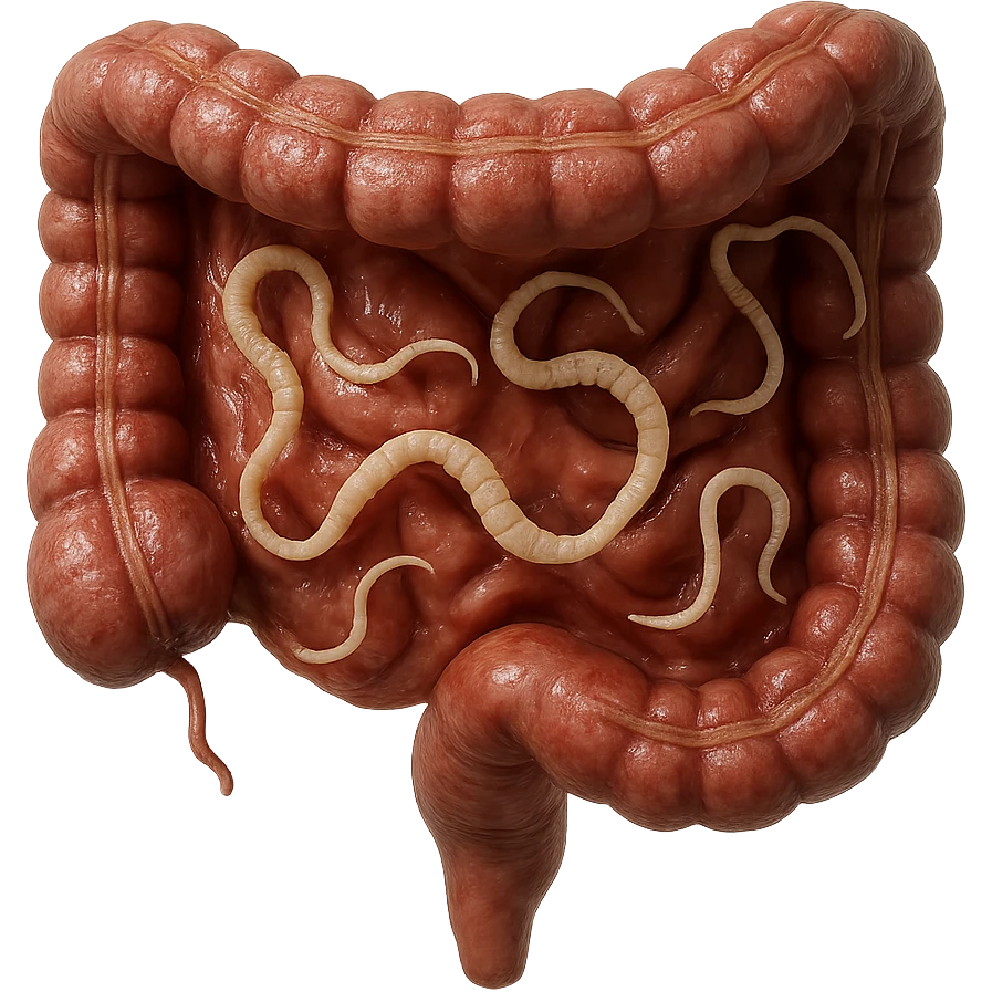 realistic 3D section of human intestine with moving tapeworm parasites, hyperrealistic details, wet texture, natural colors, 4K, isolated on white background emoji