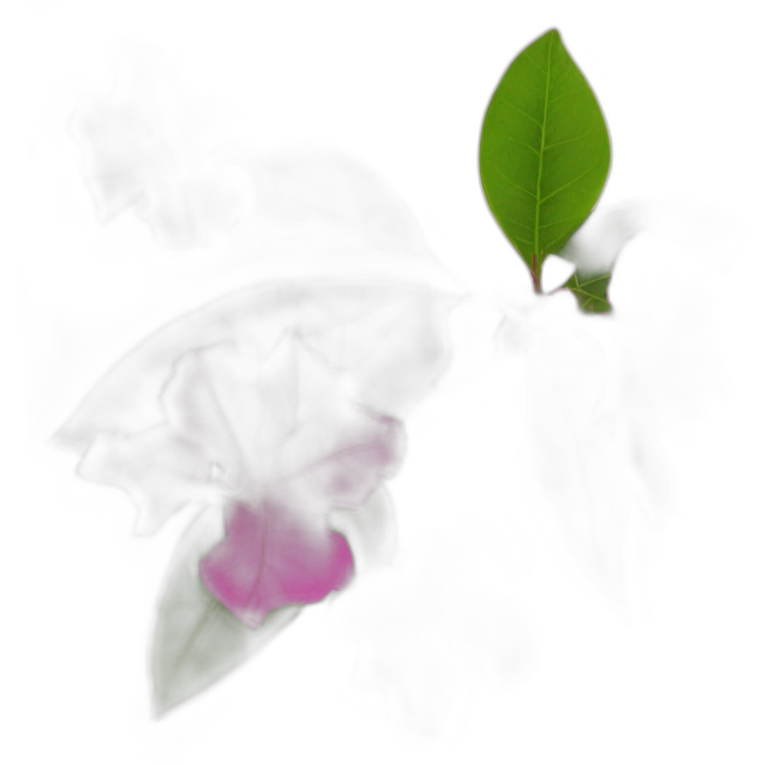 Bougainvillea flowers emoji
