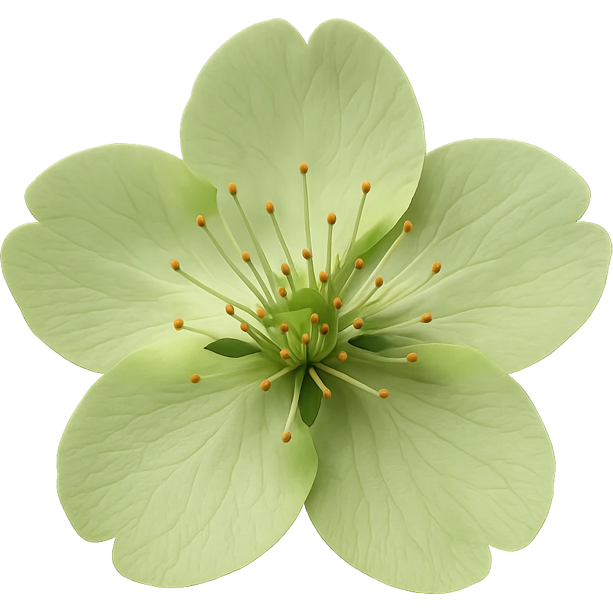 show  one green cherry blossom without a stem , remove background emoji
