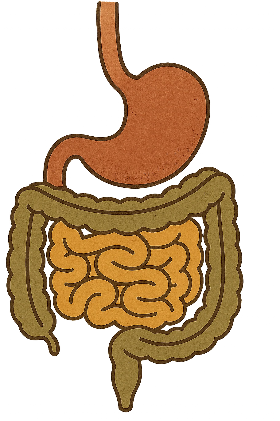 Anatomical illustration of the human digestive system, showing the stomach, small intestine, and large intestine. Smooth 3D style, soft shading, clean and simple design.
 emoji