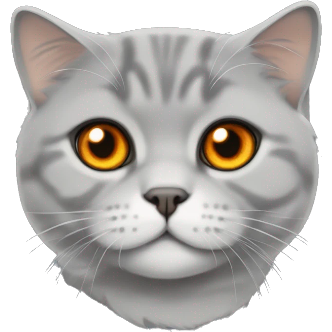 Grey Scottish fold cat with orange eyes  emoji