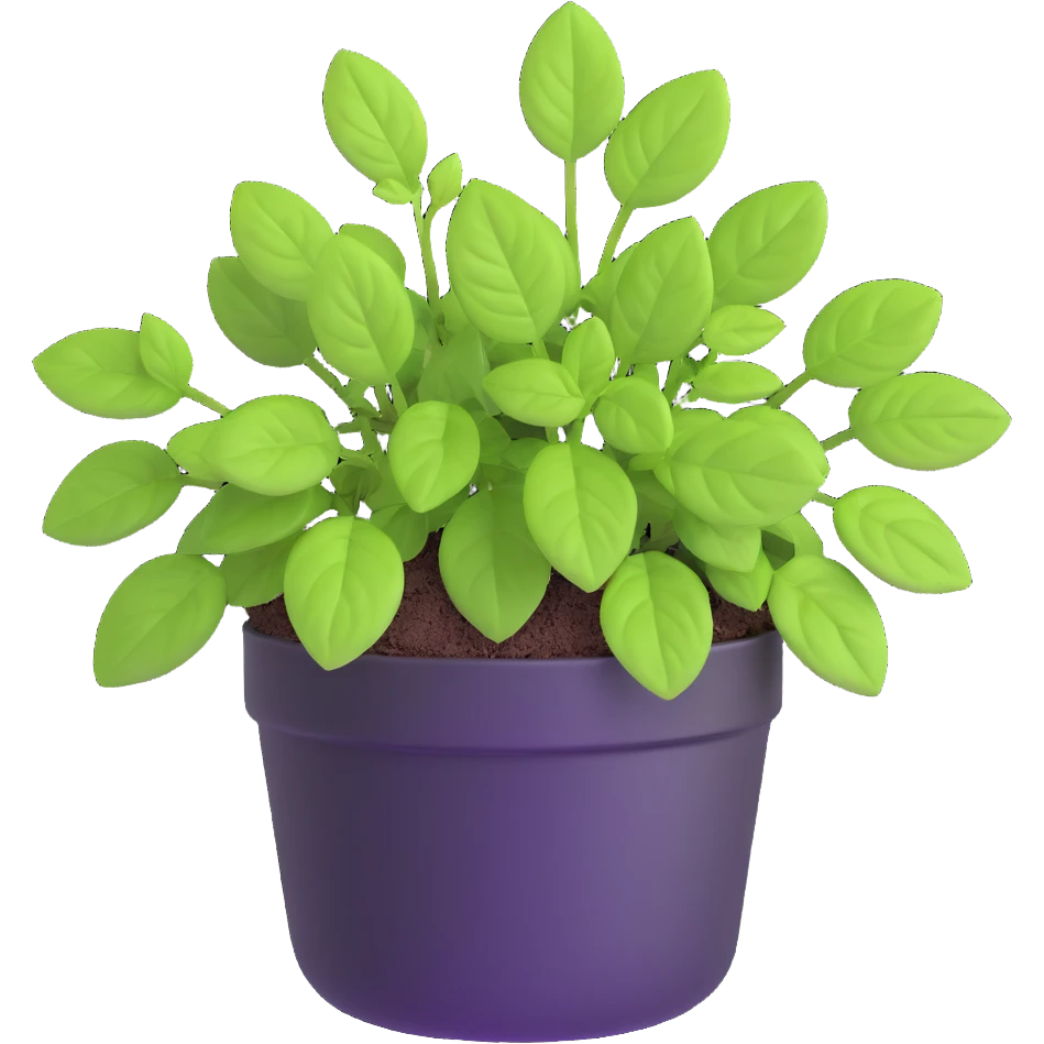 Small sprouts of Plectranthus Verticillatus with perfectly round leaves growing in a shiny metallic pot emoji