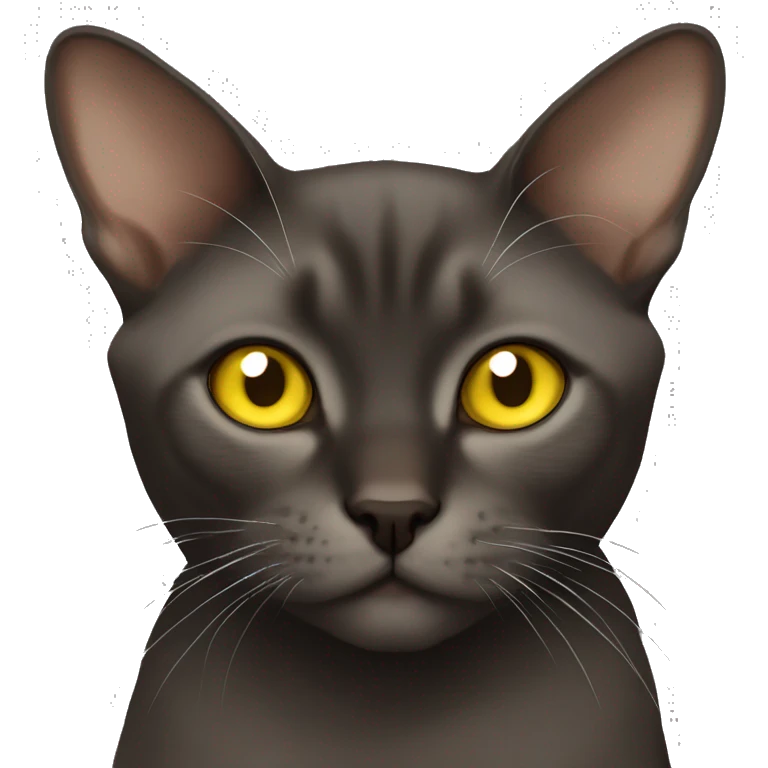Burmese sable cat with yellow eyes emoji