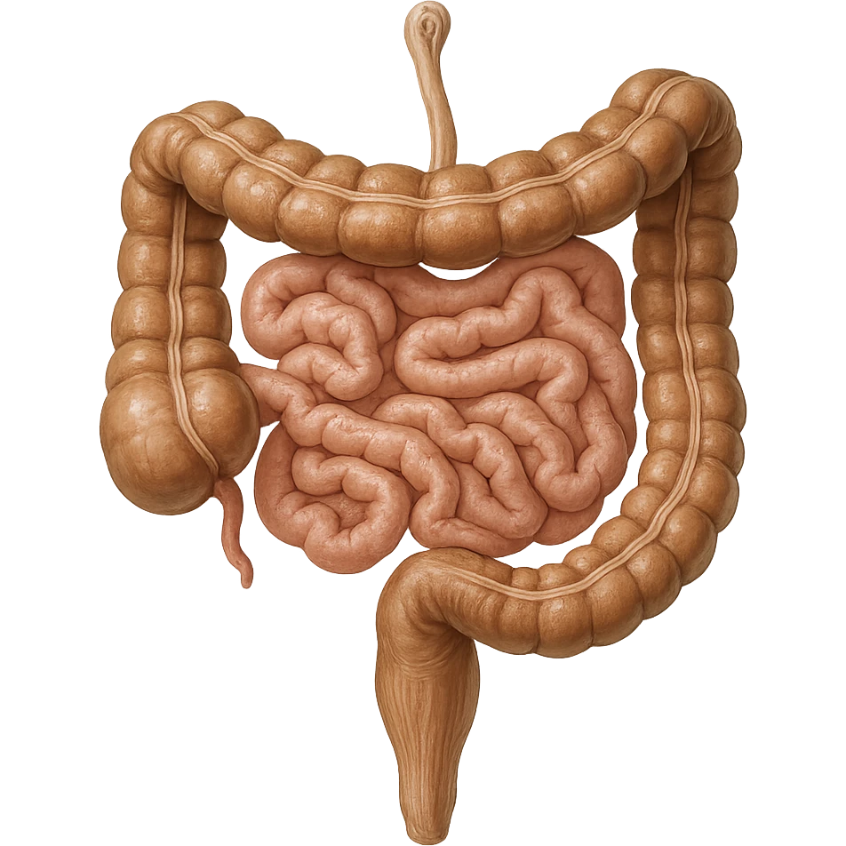 INTESTINO UMANO ANATOMICO REALISTICO emoji