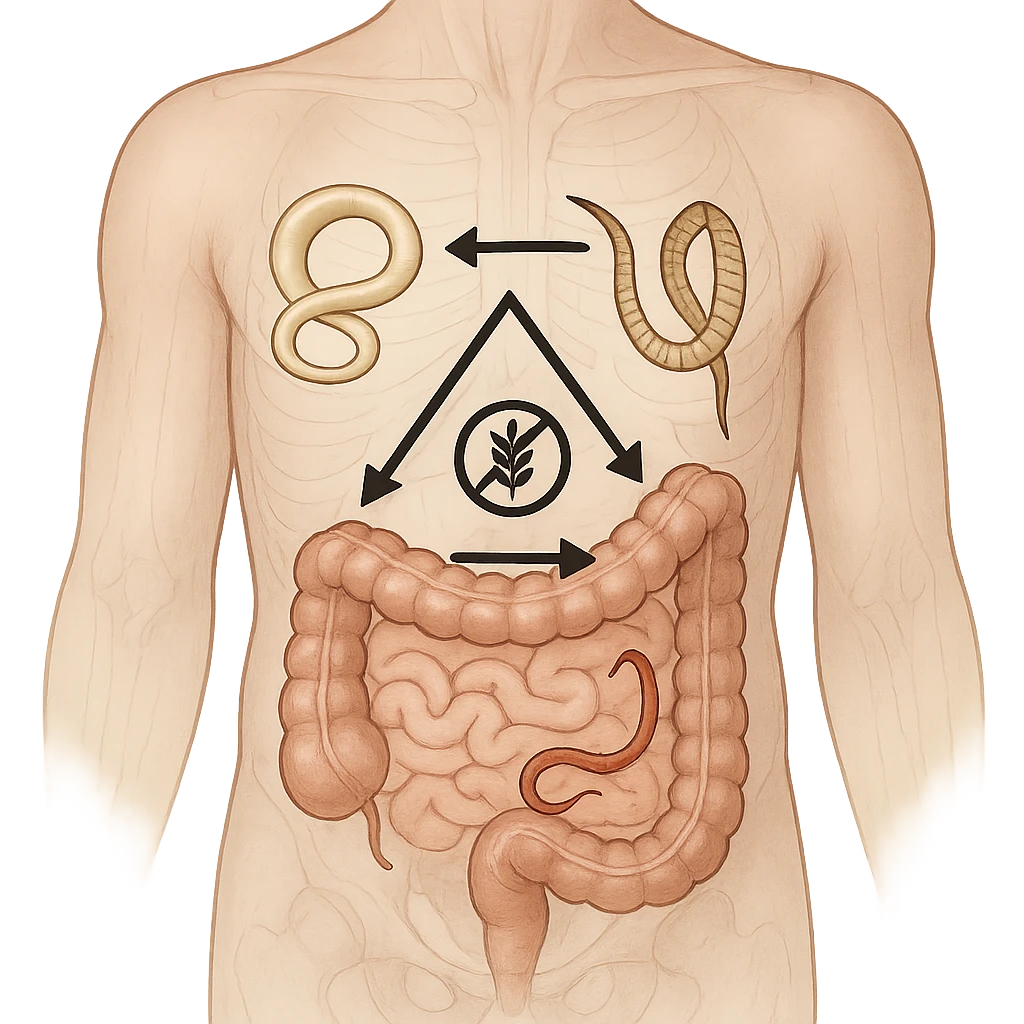 semi-realistic transparent abdomen with all three parasites present, arrows and icons showing competition for resources, medical illustration, neutral background emoji