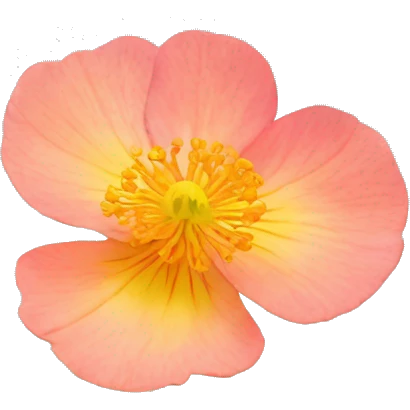 Bokeh Anemone Rose yarrow anemone nasturtium iris flower emoji