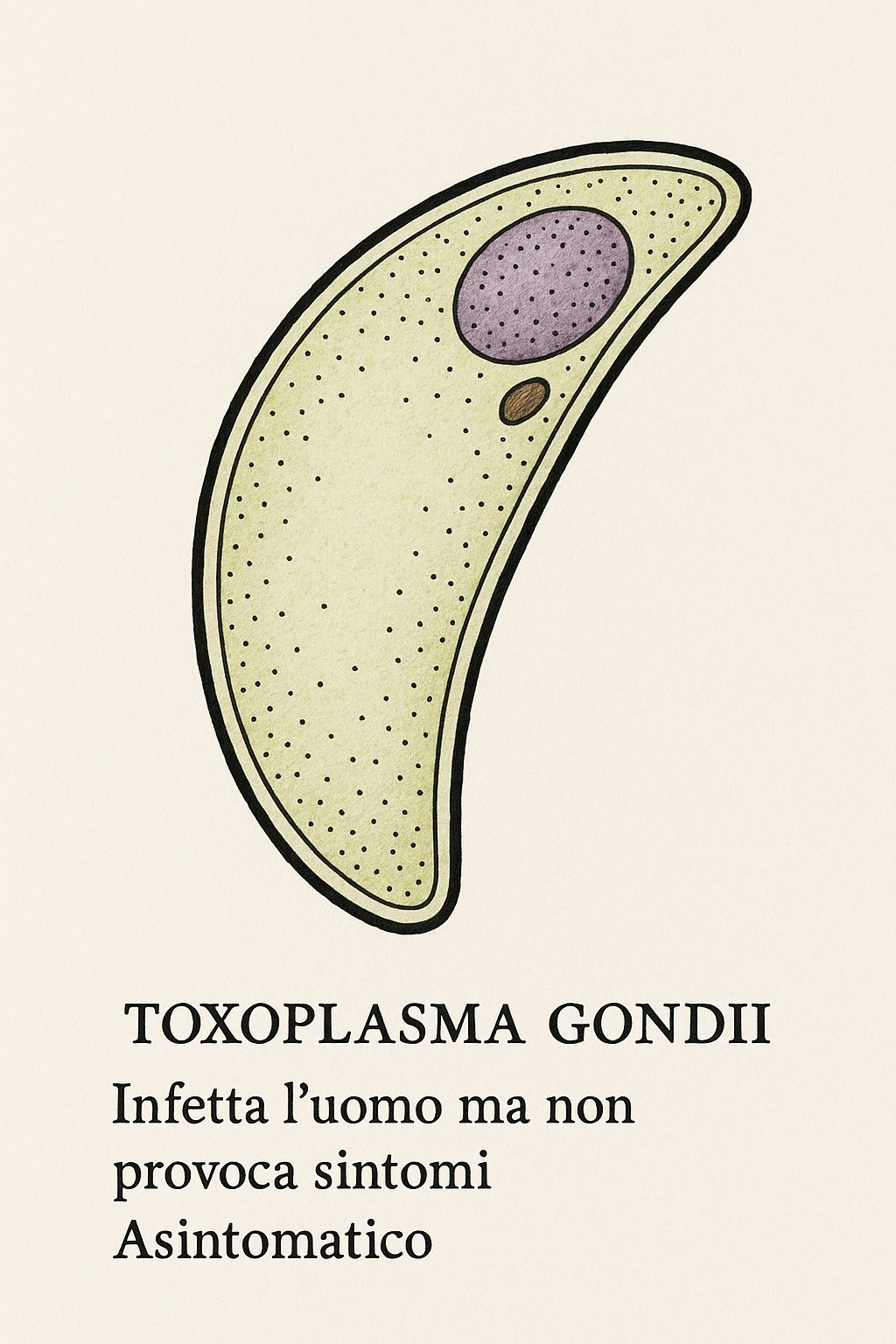 Toxoplasma gondii, infetta uomo ma non ha sintomi ed è asintomatico, tutto in italiano scritto emoji