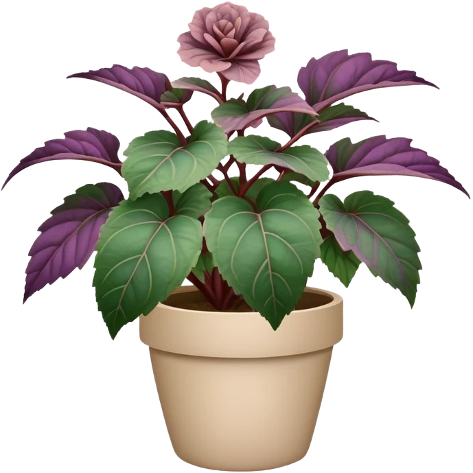 Begonia Rex plant with only greenish-purple spiral patterned leaves in a beige pot, no flowers emoji