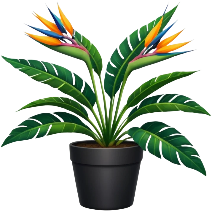 Bird of paradise leafy plant in black pot no white between leaves no background emoji