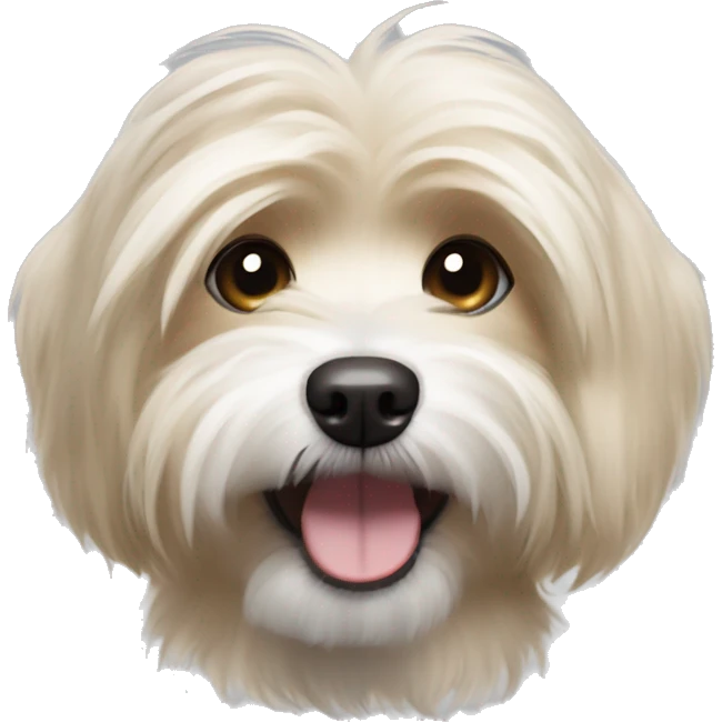 Havanese small dog with mostly light brown  fur with streaks of blonde fur and happy expression emoji