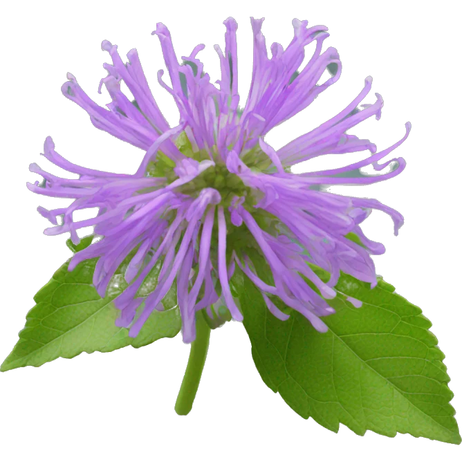 wild bergamot flower emoji