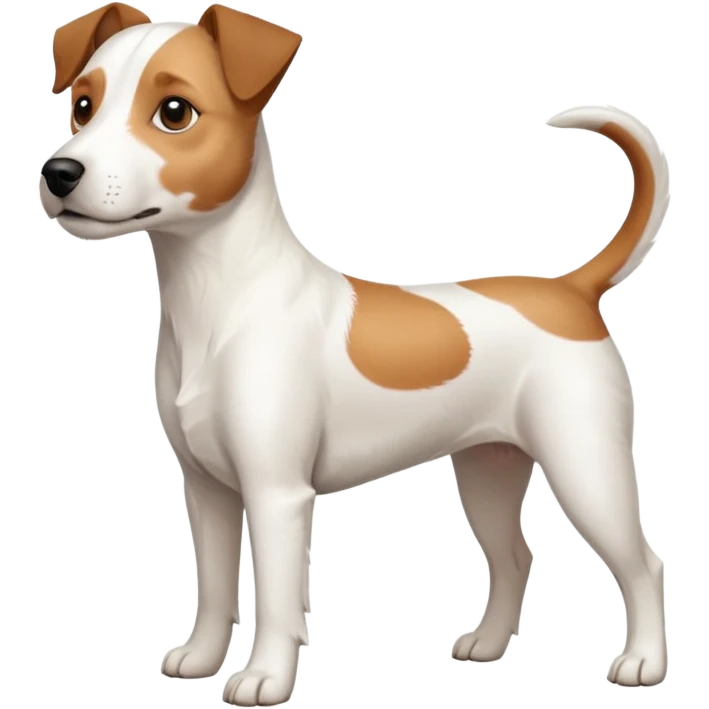 a full body white parson russell looking dog the size of a kelpie with light brown ears and a light brown patch on one eye and a large snout emoji