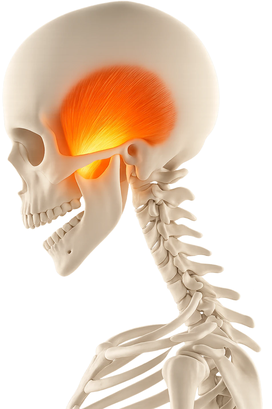 focus su muscolo temporale illuminato emoji