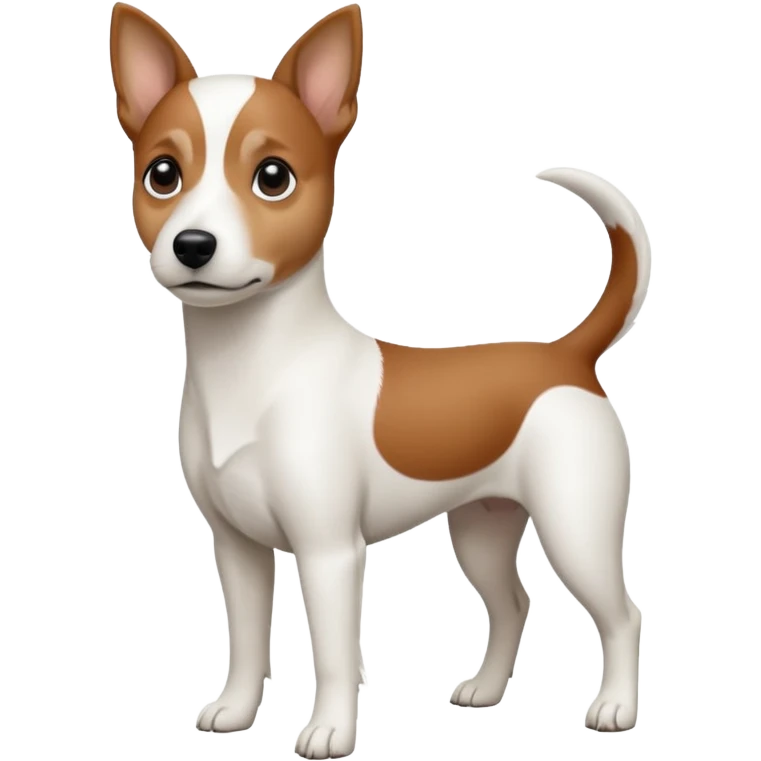a fully white jack russell the size of a kelpie with a half white face emoji