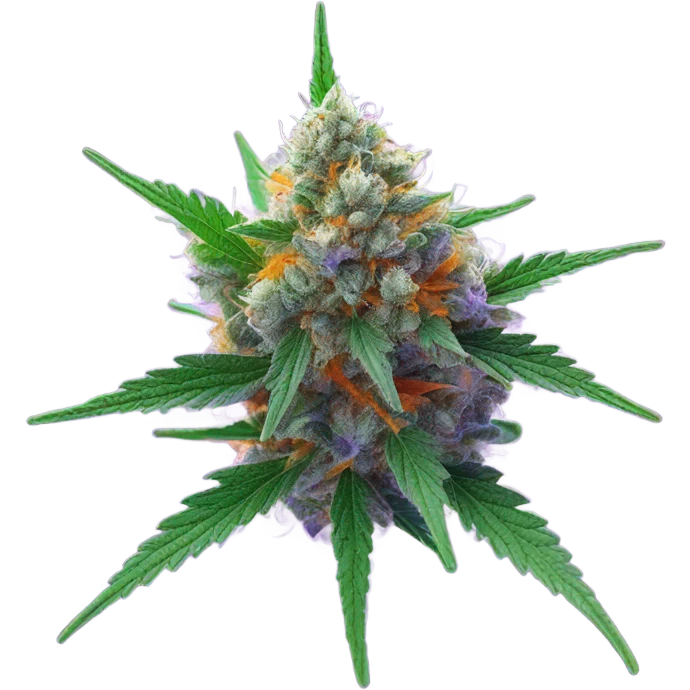 cannabis bud  emoji