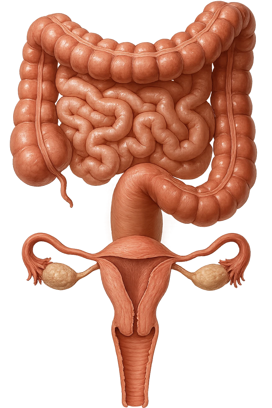 INTESTINO E UTERO UMANI REALISTICI SONO COLLEGATI VERTICALMENTE, IPERREALISTICO 4K emoji
