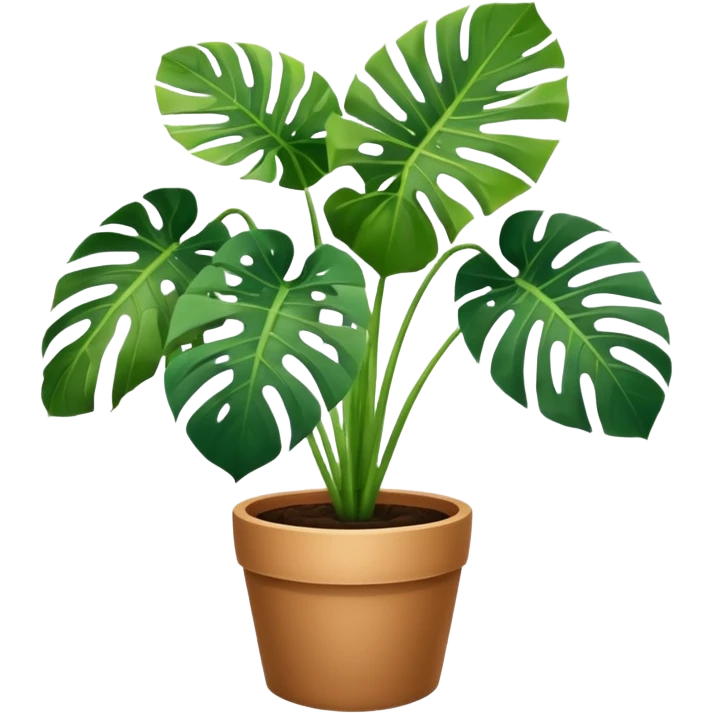 Potted plant, the potted plant contains Monstera deliciosa. emoji