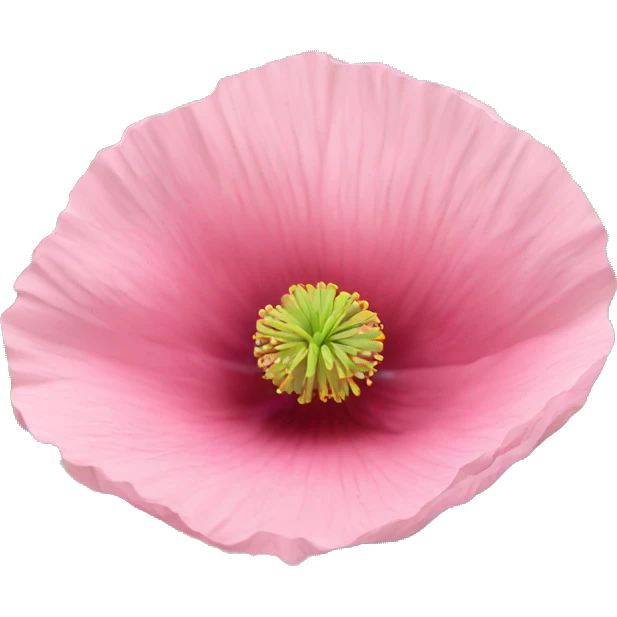 Pink poppy  emoji