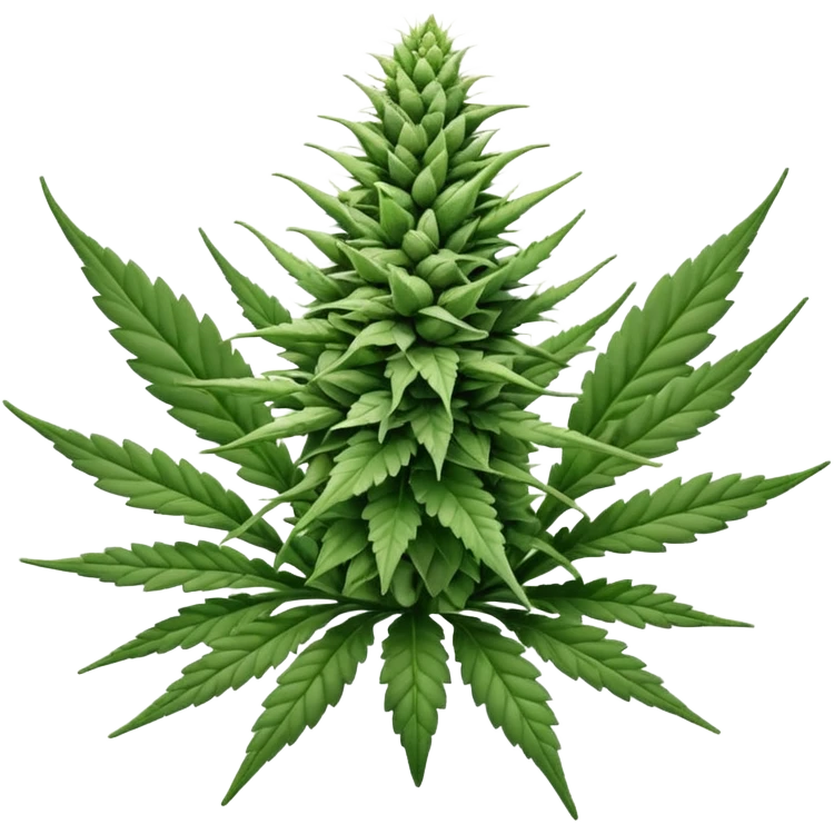 white color marijuana, no color emoji