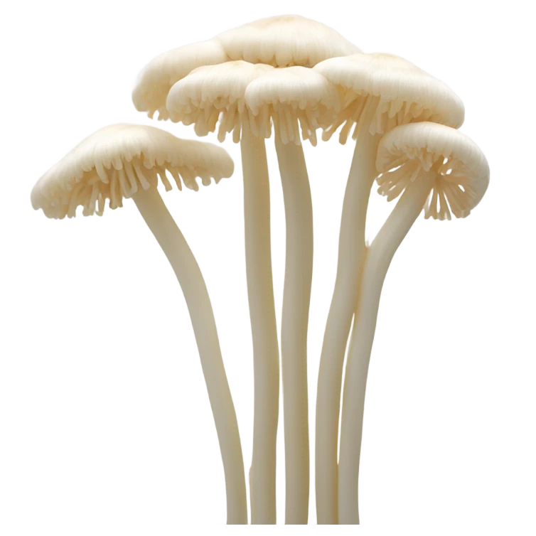 Enoki mushrooms emoji