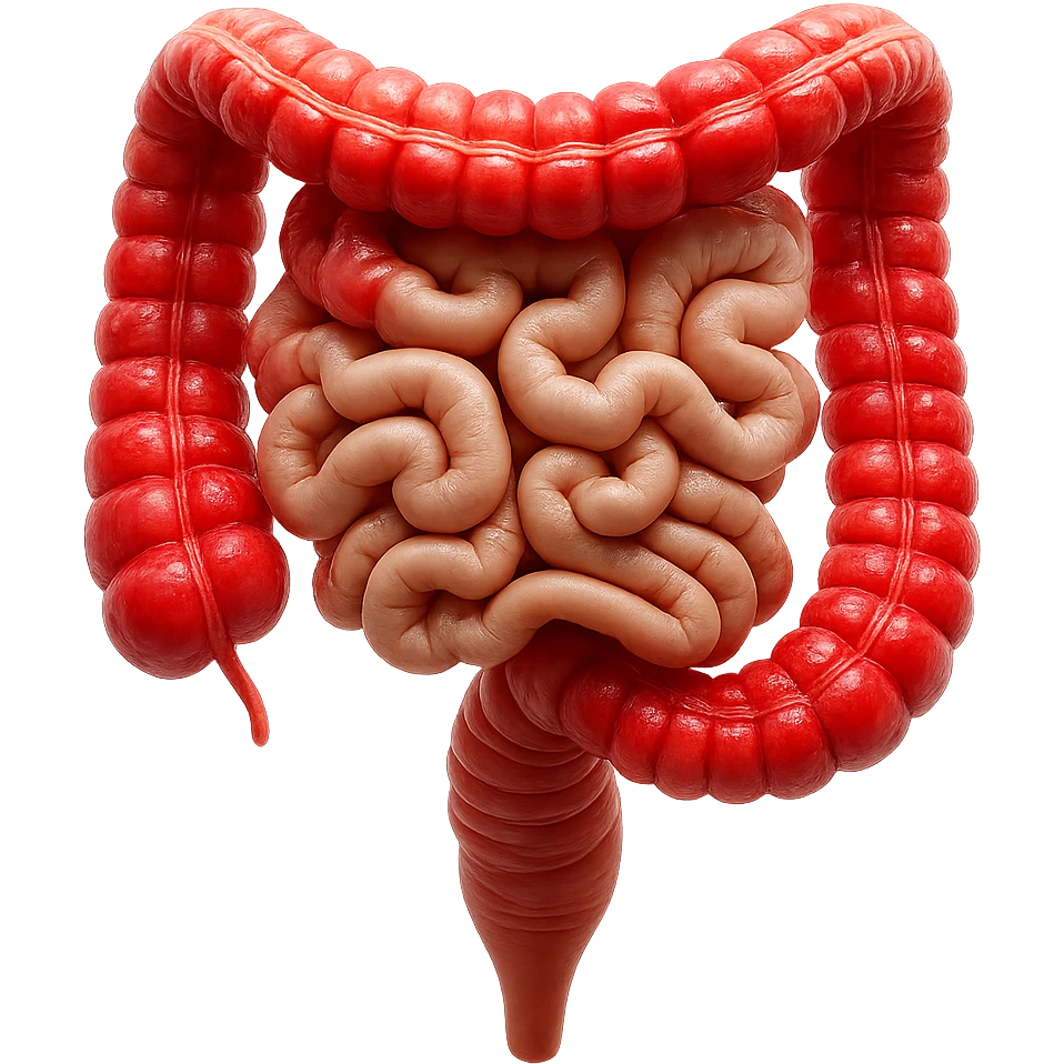 intestino umano anatomico realistico con gonfiori e rossori sul colon iperrealistico 4k emoji