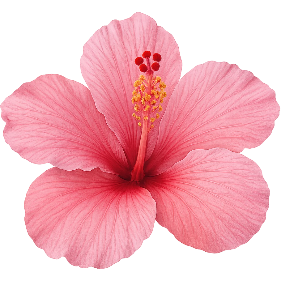 pink hibiscus, no background emoji
