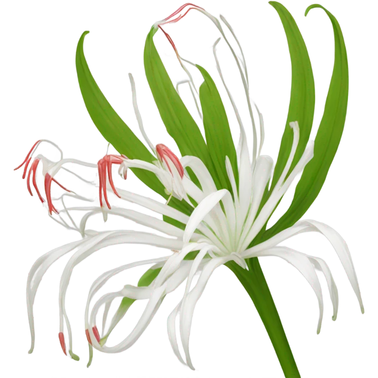 Spider lily emoji