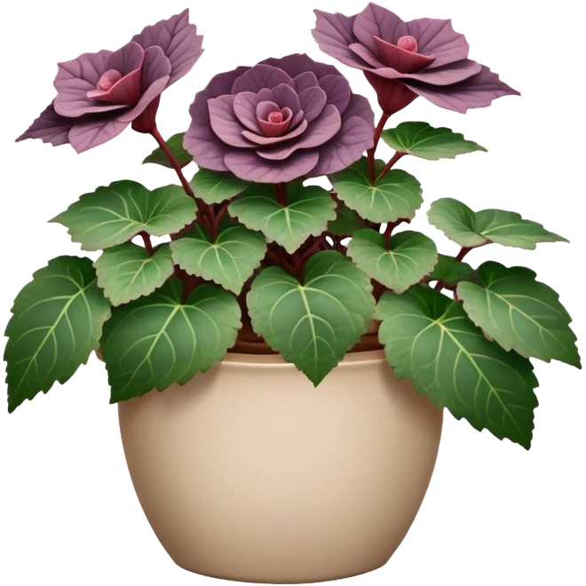 Begonia Rex with greenish-purple spiral leaves in a beige pot emoji