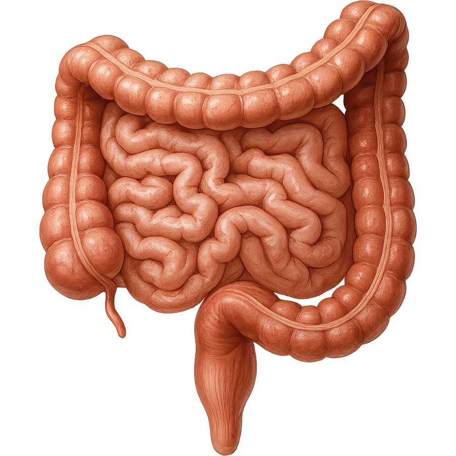 INTESTINO UMANO ANATOMICO REALISTICO emoji