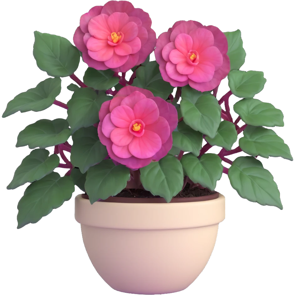 Begonia Rex with dark green leaves, purple edges, white spots in the middle, and distinct spiral centers where each leaf grows from, in a beige pot emoji