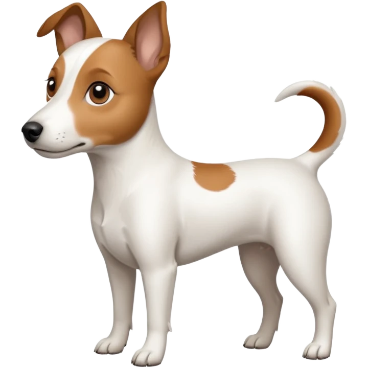 a fully white jack russell the size of a kelpie with light brown ears and a light brown patch on one eye emoji