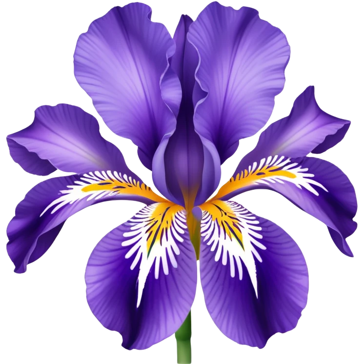 Croatian iris flower iconic  emoji