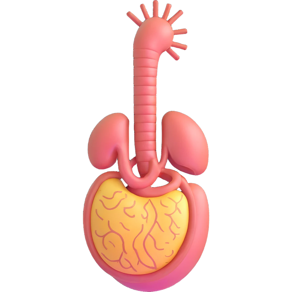stomach, medical illustration emoji
