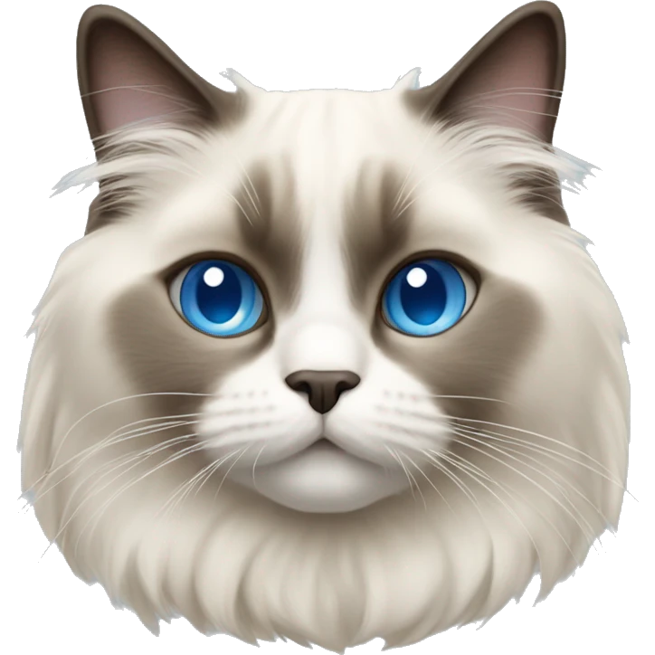 Ragdoll cat with blue eyes  emoji