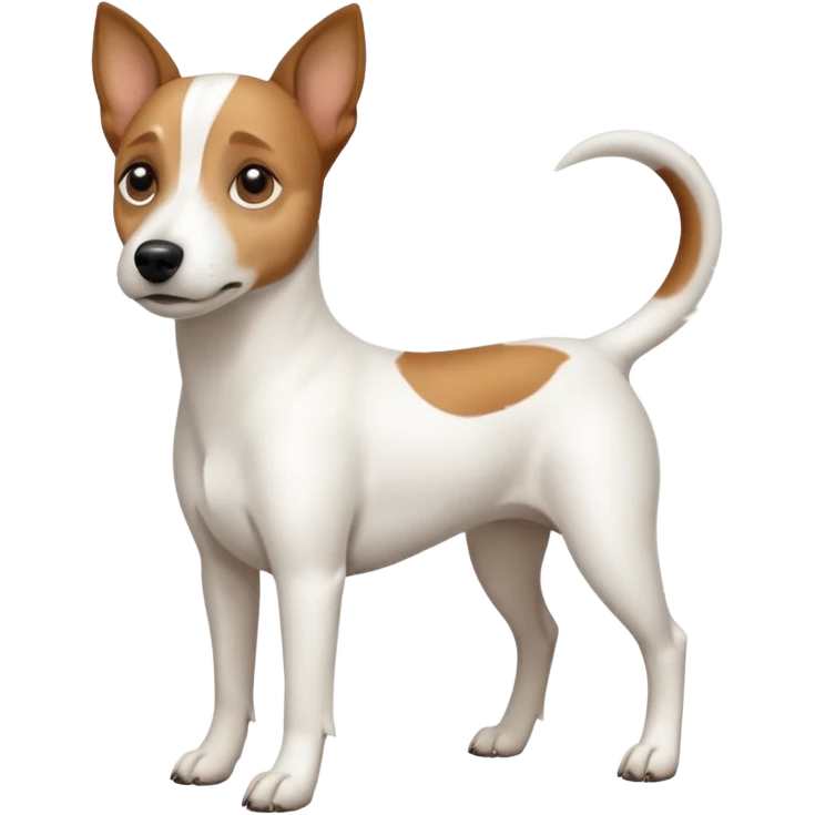 a full body white jack russel looking dog the size of a kelpie with light brown ears and a light brown patch on one eye, flopped down ears and a large snout emoji