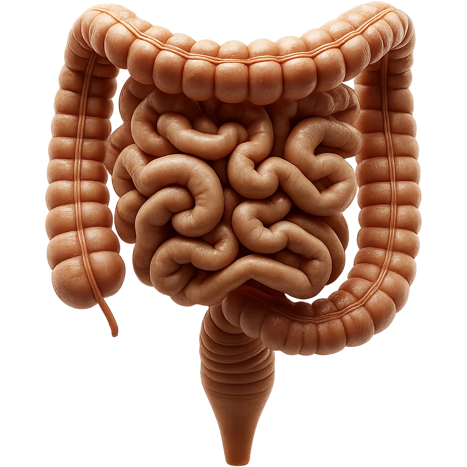 intestino umano anatomico realistico iperrealistico 4k emoji