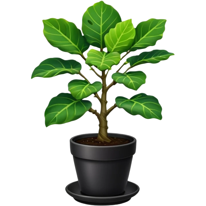 Small elegant fiddle leaf fig tree in a black pot with drip tray emoji