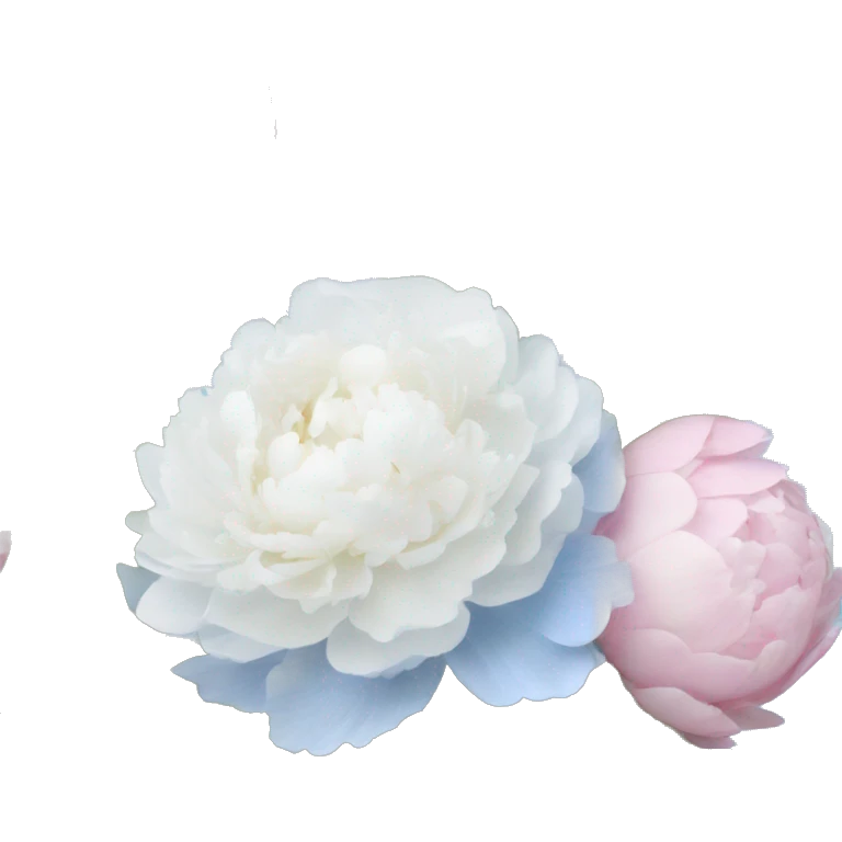 Bouquet of white peonies, baby pink peonies and baby blue hydrangeas  emoji