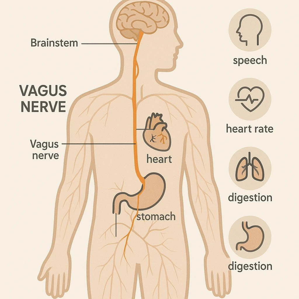 vagus nerve highlighted on human body, medical infographic style, neutral colors, clearly marked vagus nerve path, explanatory icons, brief text, light background emoji