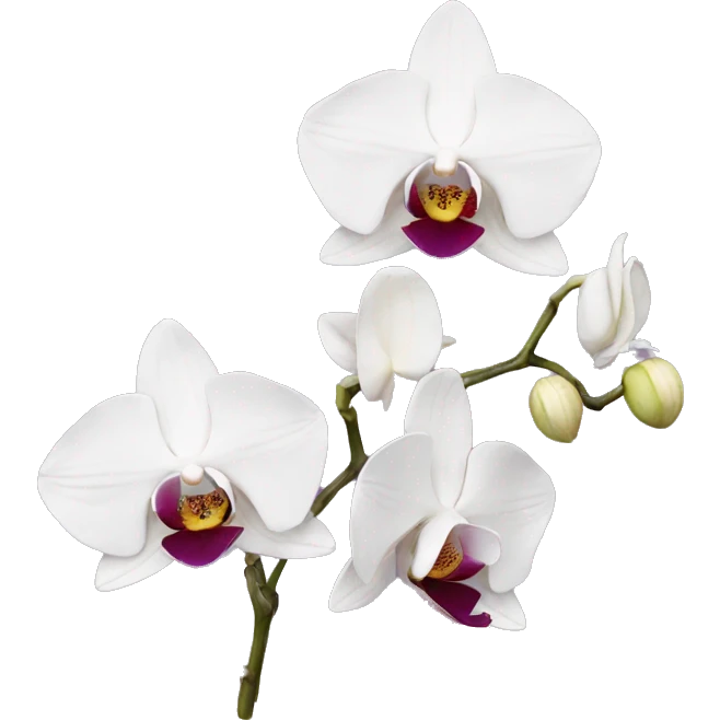 Orchids  emoji