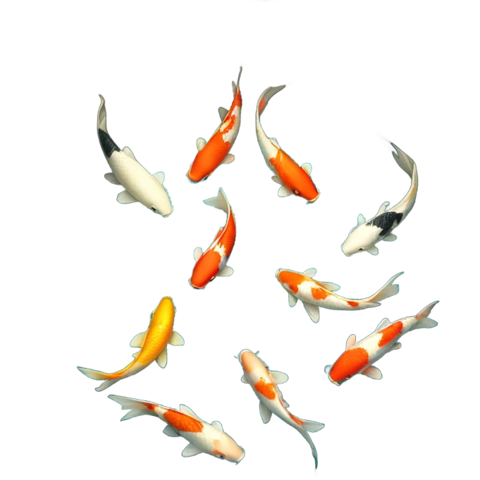 koi pond emoji