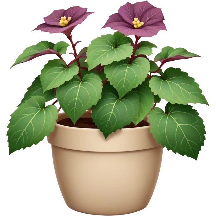 Begonia Rex in a beige pot with every leaf having a prominent spiral pattern in the center, greenish-purple leaves only emoji