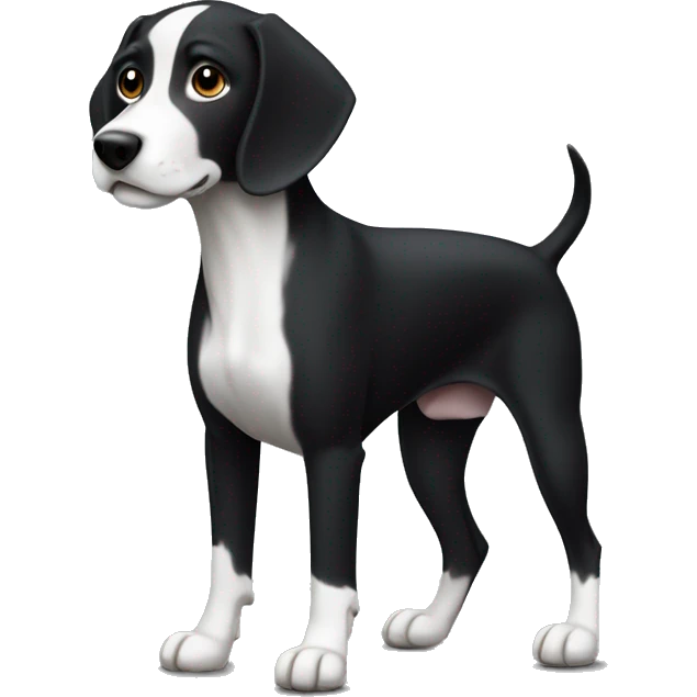 a sleek pointer dog with a dark black coat and white markings (white belly, feet, and tail tip). emoji
